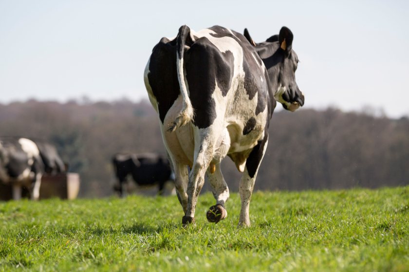 Some Welsh dairy farmers are producing milk below cost as rising input prices put pressure on profitability