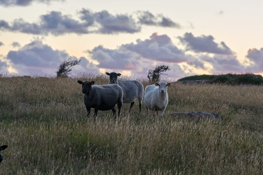 Bluetongue has killed around 60 sheep on a Devon farm, with losses estimated at £20,000 (Stock photo)