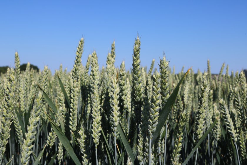 Nearly 80% of farmers surveyed open to gene-edited crops