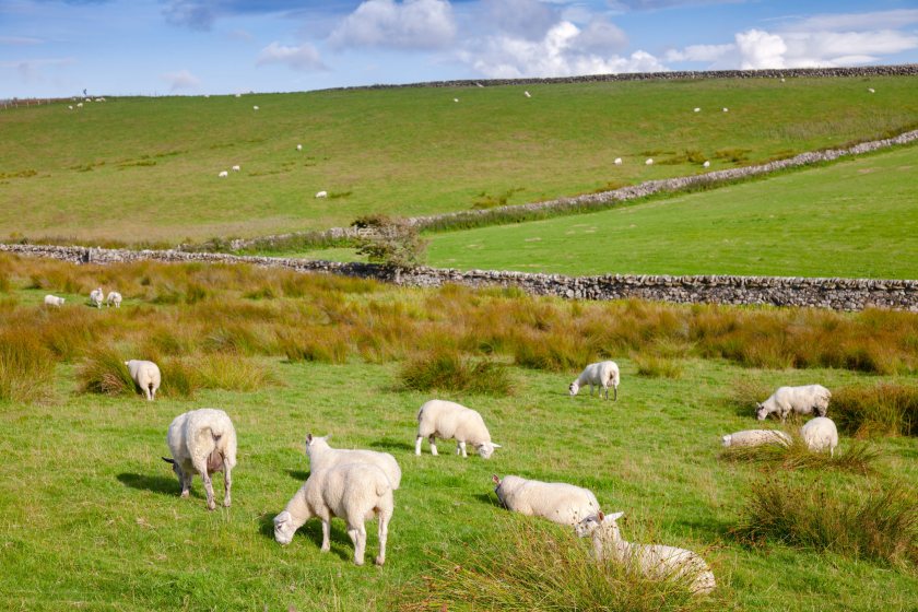 The Scottish government's proposals could introduce new consultation duties for large farms and rural estates