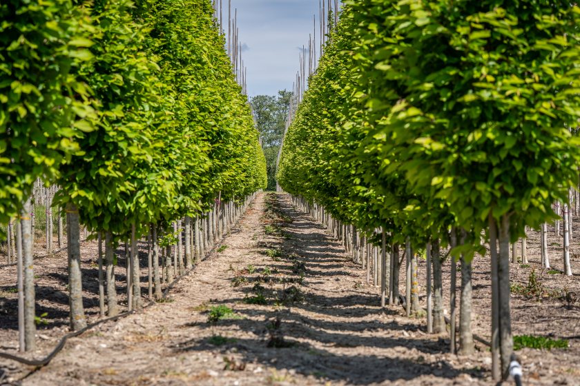 British tree nurseries face market uncertainty, skills shortages and barriers to expanding production