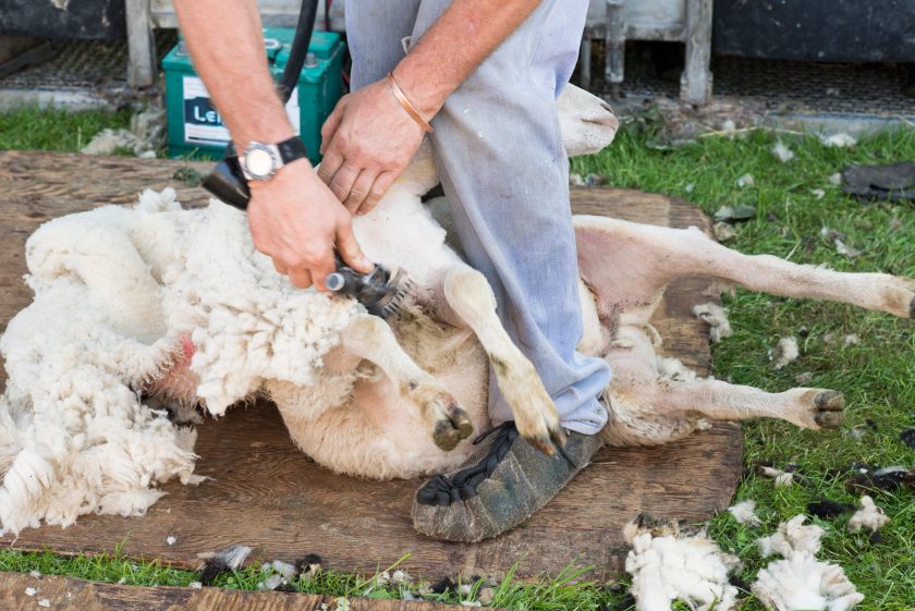 Farm organisations warn losing experienced overseas shearers could cause labour shortages and animal welfare concerns