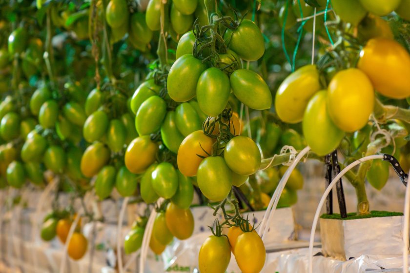 The grants aim to help Northern Ireland growers improve productivity, efficiency and business resilience