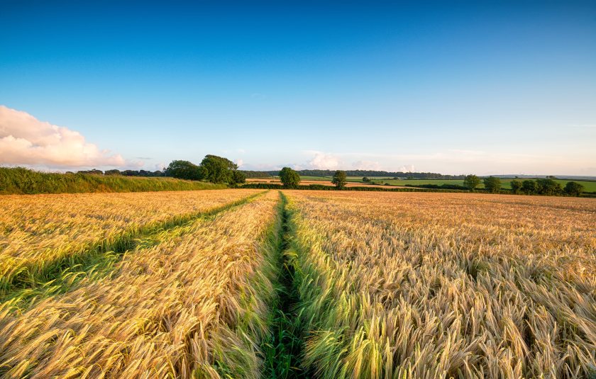 UK barley production has slumped to its weakest level in 15 years, with output down 14% to just 5.5 million tonnes