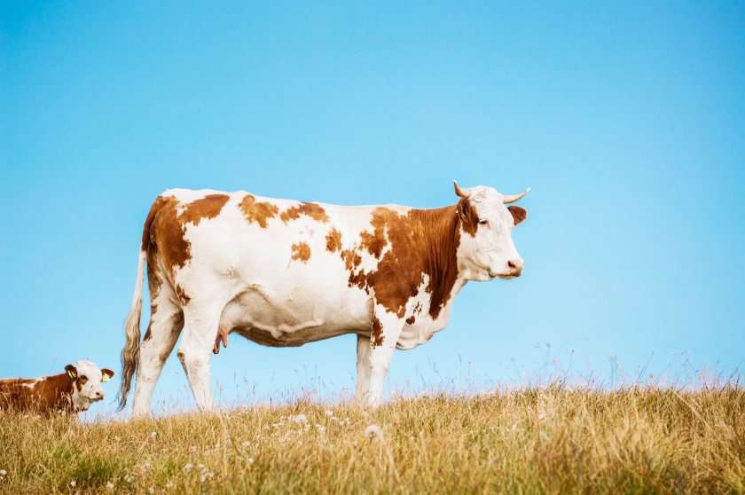 Cattle farmers are expected to be the first to use the new reporting service, with rollout planned for 2027