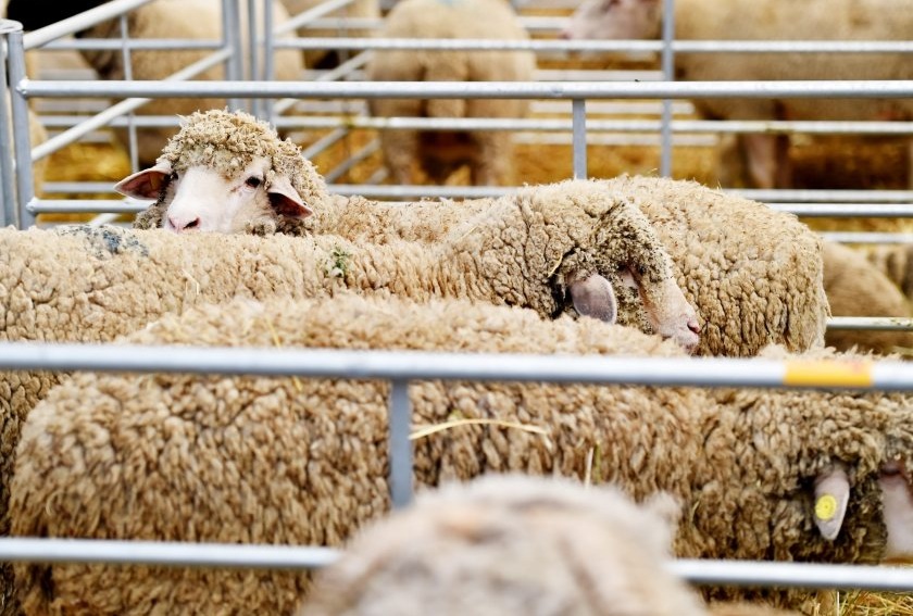 Man arrested after £28,000 paid out for allegedly stolen sheep