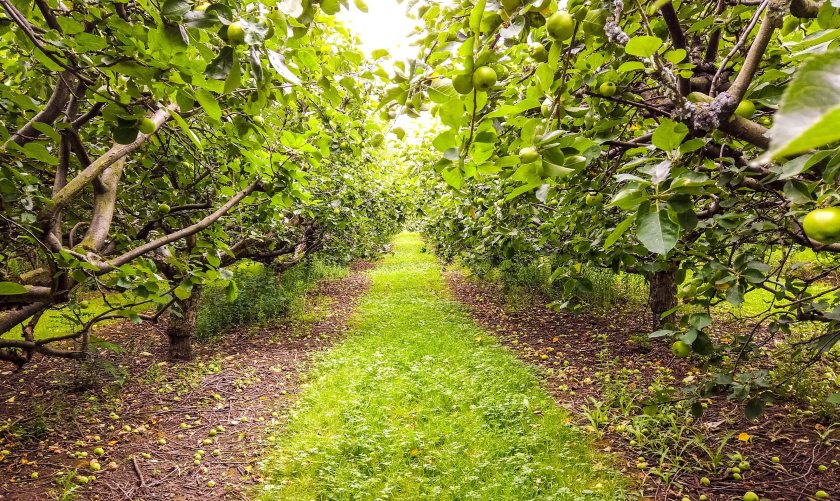Sustain urges chancellor to unlock £2.3bn boost for British growers