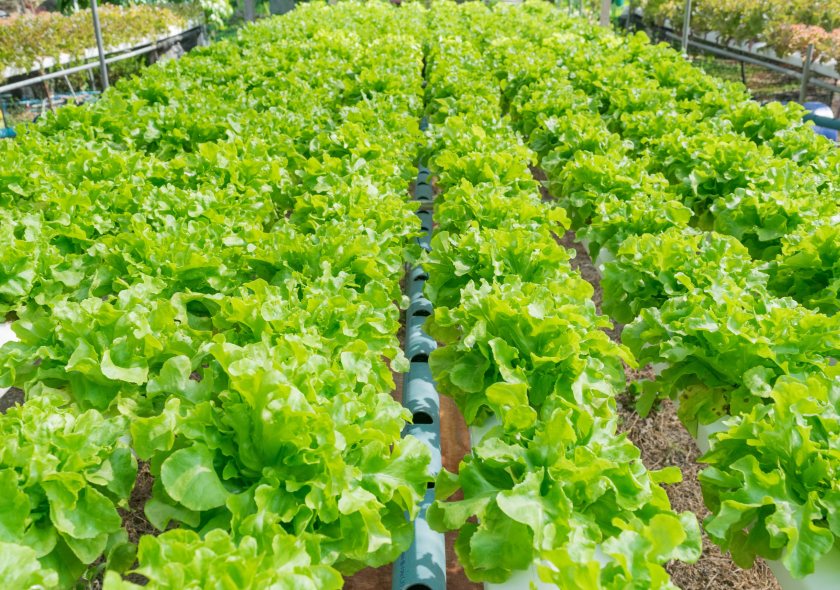 30 million British lettuces left to rot as aphid crisis costs growers £10m