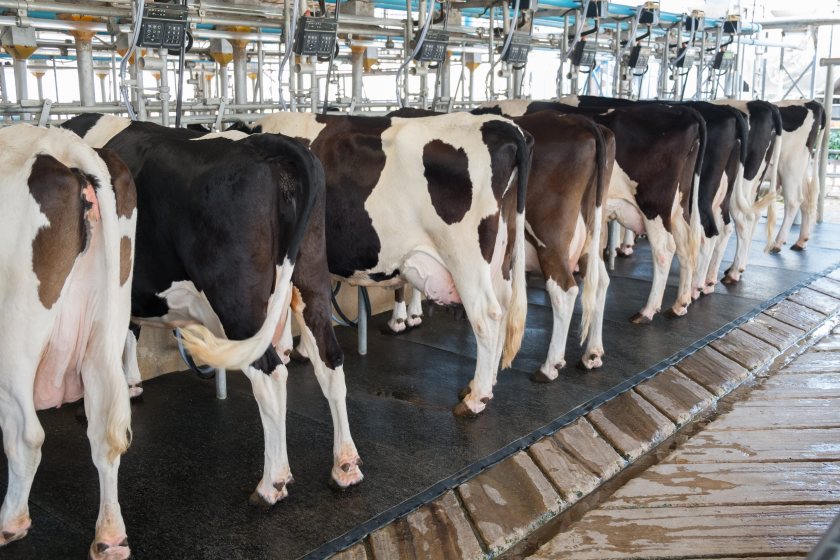 Nearly one in five TB-free dairy herds test positive for antibodies