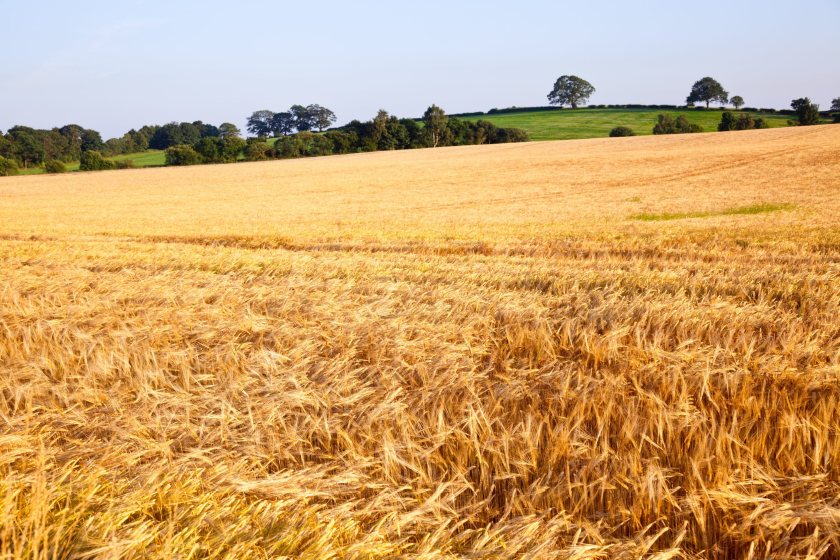 Rising food imports could threaten British production and food security, NFU Scotland warns