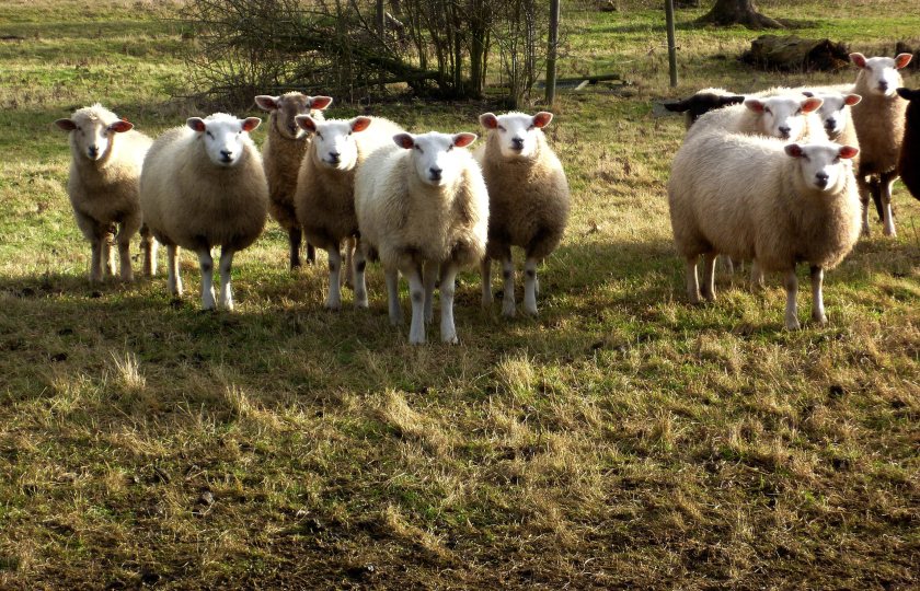 Loud fireworks could cause pregnant ewes to panic, putting next spring's lamb crop at risk