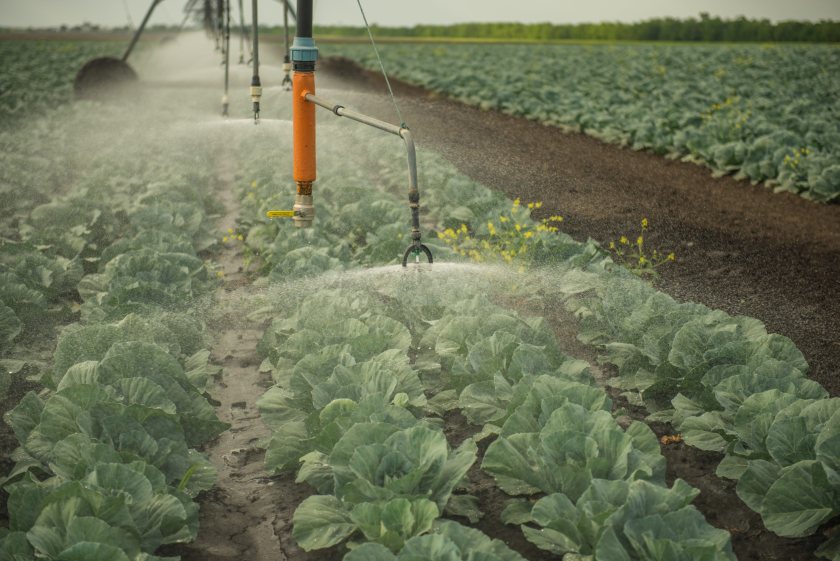 Growers warn that ongoing water shortages could threaten fruit and vegetable production in 2027
