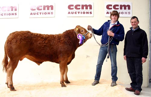 Peter Goldsbrough with his Skipton pedigree beef breeding cattle Limousin champion