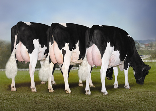 Pictured is a group of Kerndtway Howie daughters