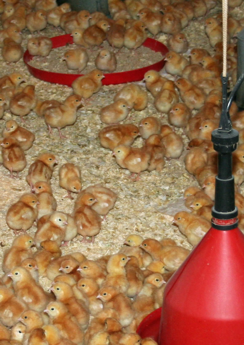 Mareks Disease Important lessons learnt FarmingUK News