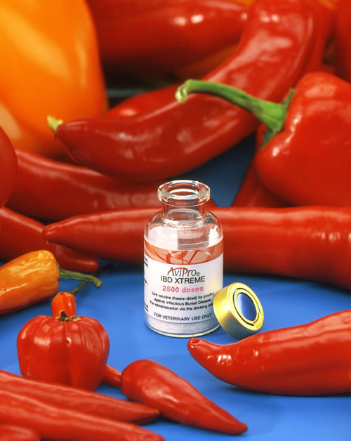 ‘Hot’ vaccine effective against IBD in poultry - Farming UK News