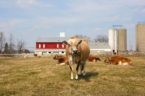 Dairy farmers attending Alltech’s Global Dairy 500 conference this September will see US milk production at close 