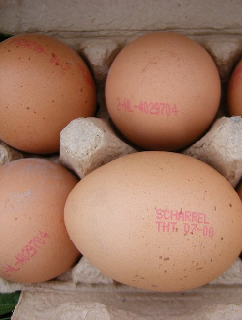 Barn eggs are the main alternative egg in the Netherlands