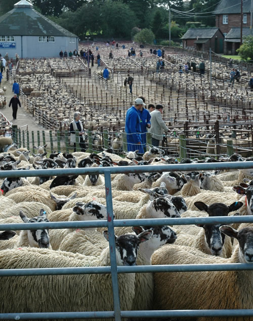 Lazonby sales centre set for a busy autumn trading FarmingUK News