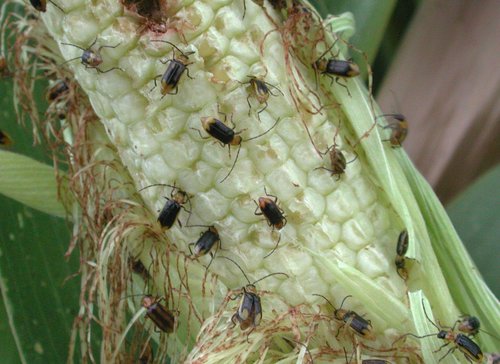 The Western corn rootworm has been spreading rapidly since it first appeared in Europe in the early 1990s. It is a major maize pest in the USA