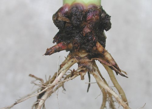 The larvae of the Western corn rootworm cause the greatest damage. They destroy the roots so that the affected maize plants fall over.Photos: Mihaly Czepo, Hungary 2003