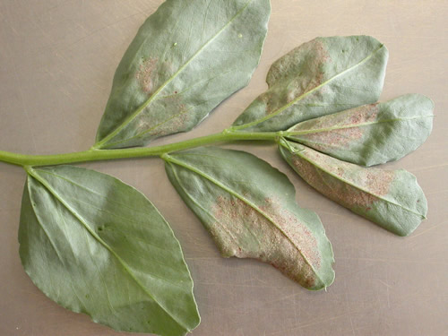 Downy Mildew