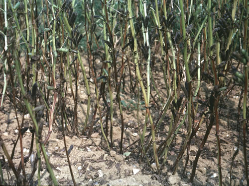 Stem Nematode.