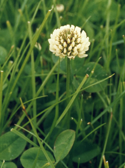 White Clover