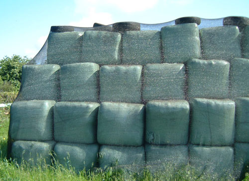 Bales protected by bird netting