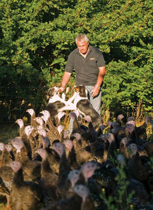 Paul Kelly, managing director of Kelly Turkeys