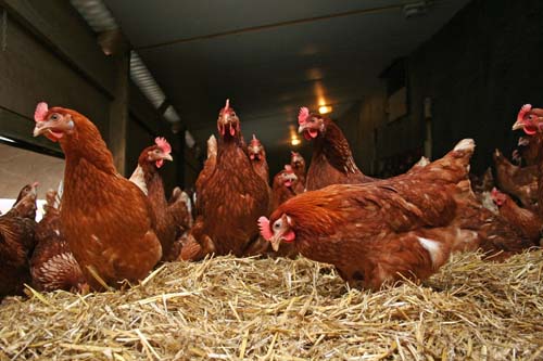 If straw is used for litter, chopping will increase its ability to absorb moisture