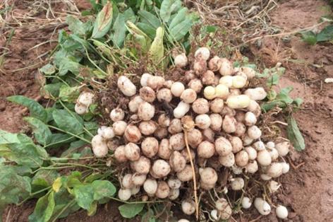 UK scientists turn to overlooked crops in battle against food insecurity