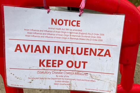 Bird flu strikes 300,000 egg layer flock in Cheshire