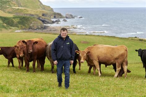 Beef farmers trial high-tech boluses to monitor suckler cow health