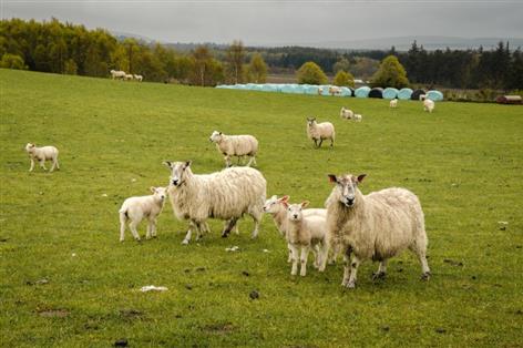 Marts host nationwide lunches to boost lamb for St Andrew's Day