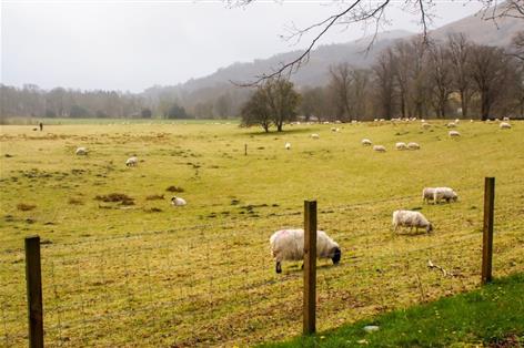 £158m lifeline: Welsh farmers receive early BPS payments