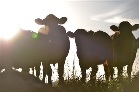 Farmers warn: 'Time is running out' on antibiotic stewardship drive