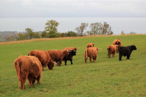 Ministers urged to resist 'punitive' Scottish land reform amendments