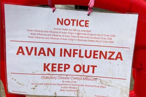 Multiple bird flu outbreaks hit UK as calls made for urgent housing order