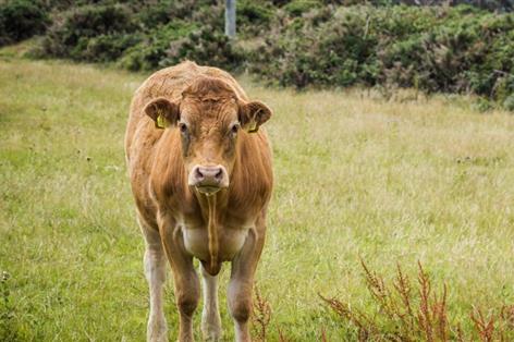 Wales to introduce bovine electronic identification for calves by 2027