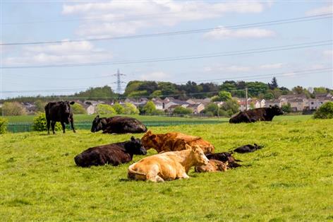 Scotland's cattle numbers fall again as beef herd decline continues
