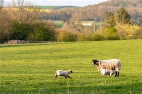Reform UK freezes sale of Staffordshire county farms