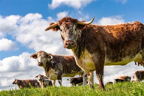 New national scheme connects restaurants with rare-breed farmers