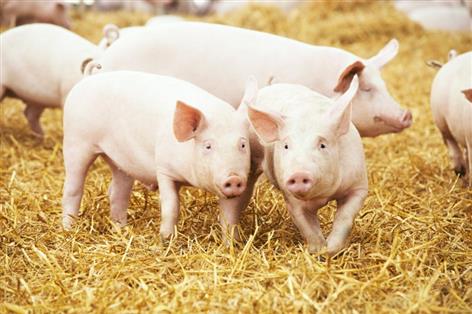 Rising UK swine dysentery cases trigger calls for tighter biosecurity