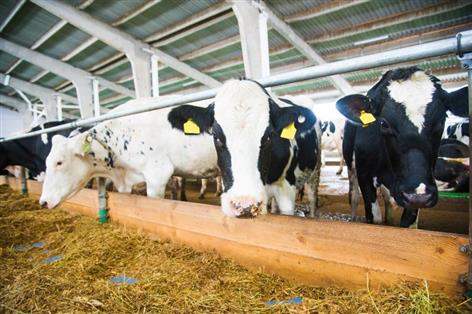 Arla ends methane-reducing cow feed trial as review begins