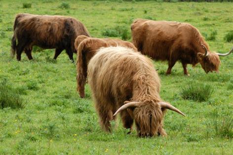 Scottish government rejects livestock cuts in backing for farmers
