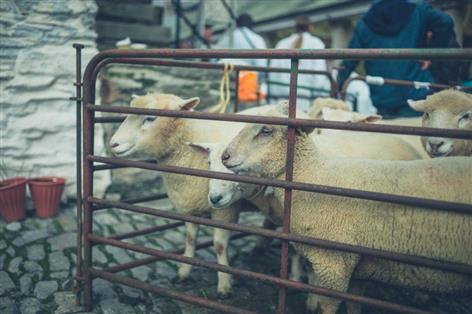 Bluetongue relief as England and Wales unite under single restricted zone