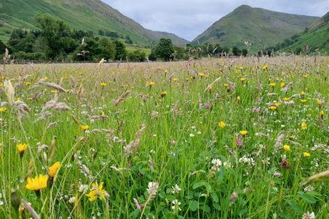 Lake District farmers restore 23 football pitches' worth of hay meadows