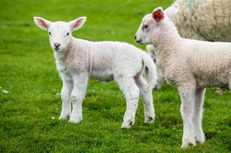 Welsh farmers asked to 'Donate a Lamb' to help change young lives