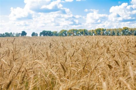 Precision Breeding Act ushers in new era for British farmers, say MPs